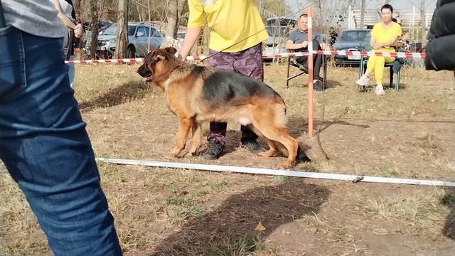 Молодые кобели ч2 - моно в Краснодаре 2023