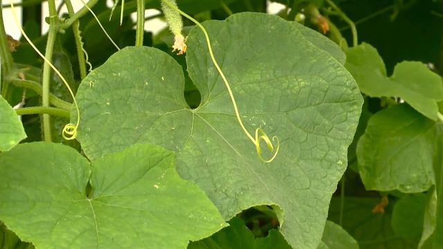 Карбамид смотреть онлайн