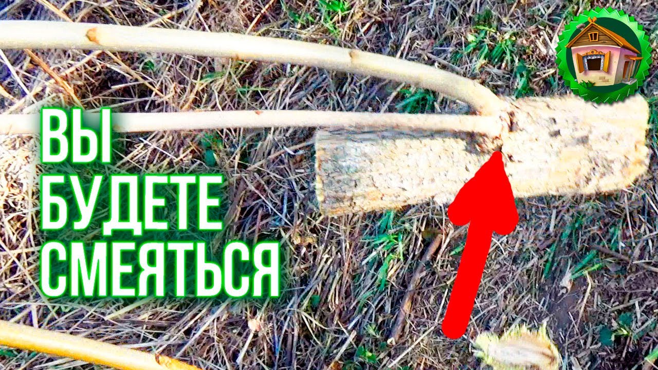 Вы будете смеяться. Сажаем деревья кочерыжками. 69 серия смотреть онлайн