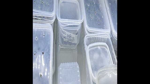 семена кампанула