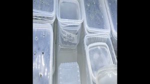 семена кампанула