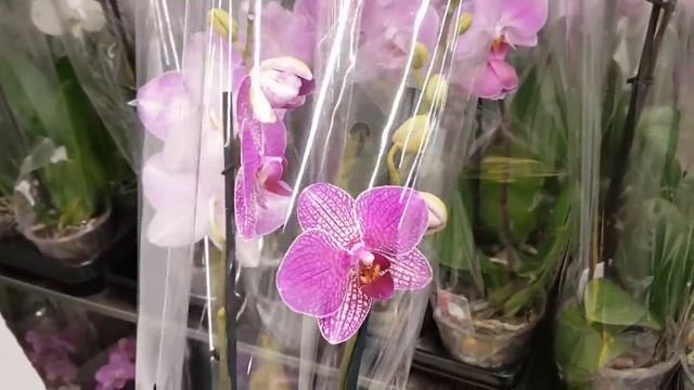 Чудо ОРХИДЕИ фаленопсисы в КАСТОРАМА  Sangria Bellicose CASTORAMA | Орхидея Orchid ORCHIDS ОРЕНБУРГ