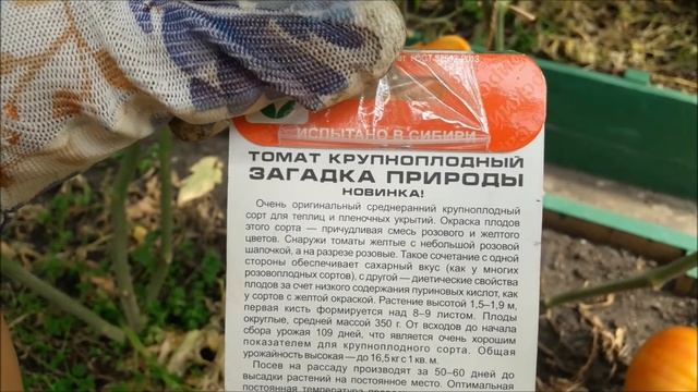 Томат Загадка Природы.Томат биколор - розово-желтый.ВКУСНЫЕ ТОМАТЫ ФРУКТЫ. смотреть онлайн