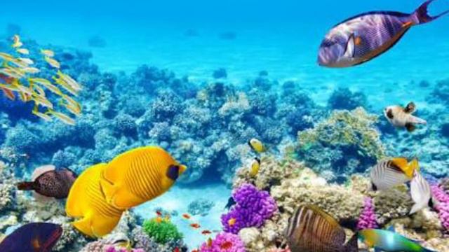 Great Barrier Reef — Original Demo (2016) смотреть онлайн