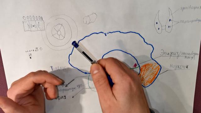 Воздействие присосок на Таламус смотреть онлайн