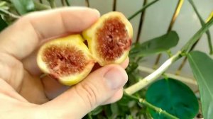Инжир сорт Лордаро.