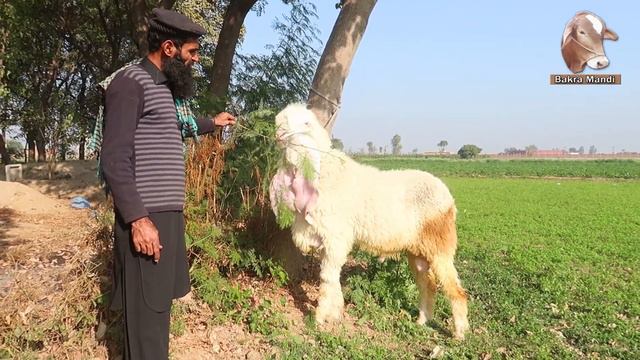 Ali Wala Big Size Breeder Kajla Of Ali Zafar Lahore 2022 смотреть онлайн