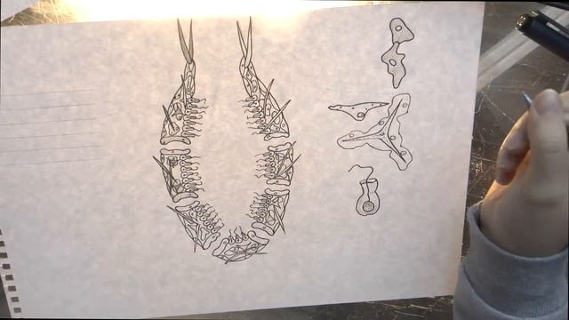 Схема внутреннего строения Губки. Как рисовать Губки Sponge смотреть онлайн