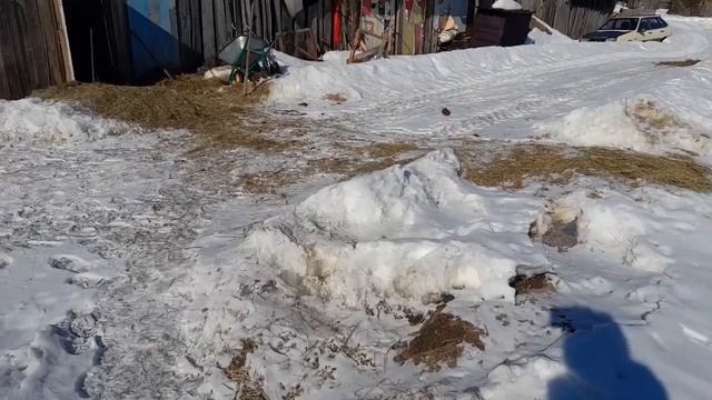 Странное поведение поросенка. смотреть онлайн