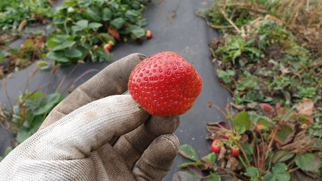 Клубника Вивара, улучшенная Мурано. смотреть онлайн