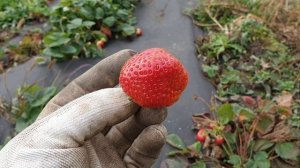 Клубника Вивара, улучшенная Мурано.