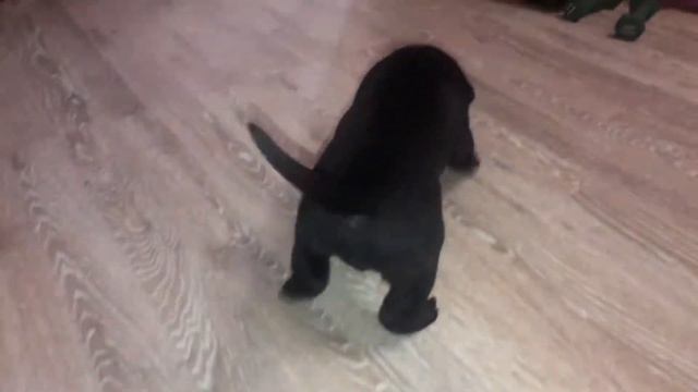 Тайсон танцует -Tyson dances смотреть онлайн