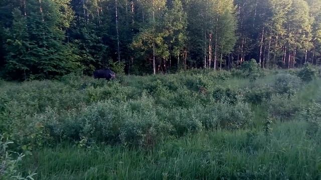 Лосиха с лосенком   