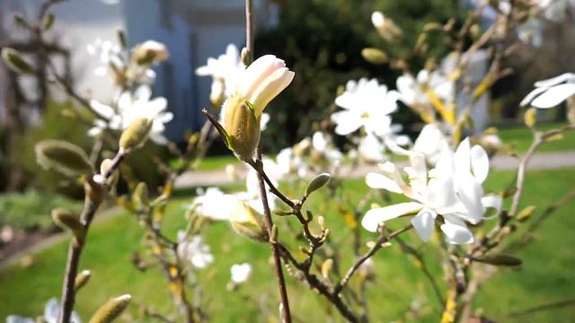 Magnolia flower /ดอกแม็กโดเลีย /Magdolien смотреть онлайн