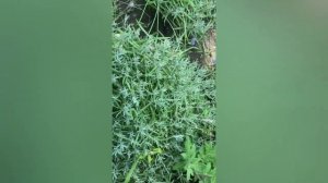 Бордюрные растения. Растения для переднего плана цветника.