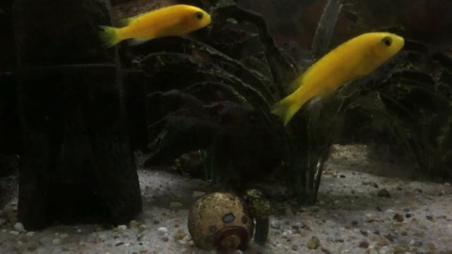 Yellow Fish Aquarium| Malawi cichlids Labidochromis caeruleus Yellow| Relaxing Music| Лабидохромис смотреть онлайн
