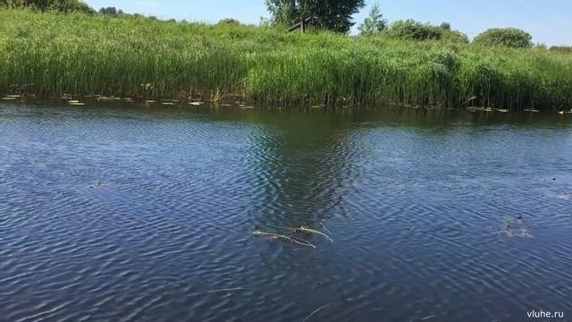 Лухские видеозарисовки #50 – 19 июня 2021 г смотреть онлайн