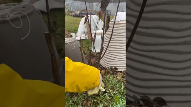 ПРАВИЛЬНО ОБРЕЗАЕМ И ФОРМИРУЕМ МЕТЕЛЬЧАТЫЕ ГОРТЕНЗИИ|Гортензии для начинающих?часть 2. смотреть онлайн