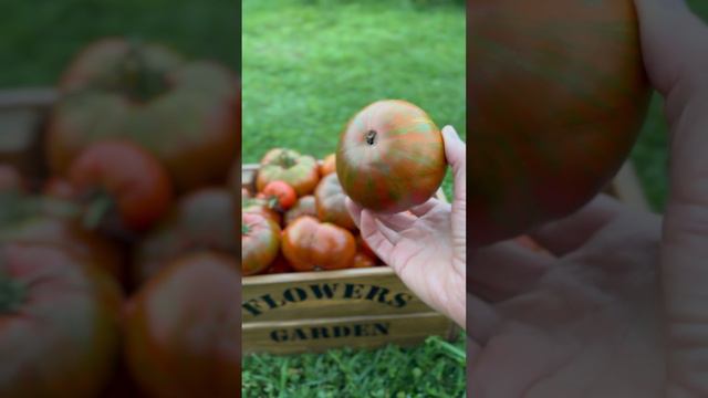 Томат «Полосатый шоколад»🍅🍂#shorts смотреть онлайн