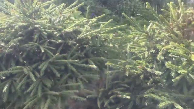 Алый цветок в лучах солнца... Гатчина, Красноармейский проспект. 11.07.2016, 17:22 смотреть онлайн