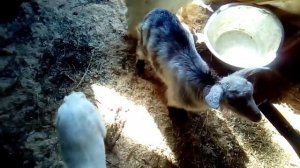 Переводим козлят с молока на кашу, сено и овес.