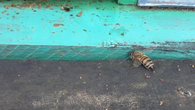 дым пушка против клеща вороа смотреть онлайн