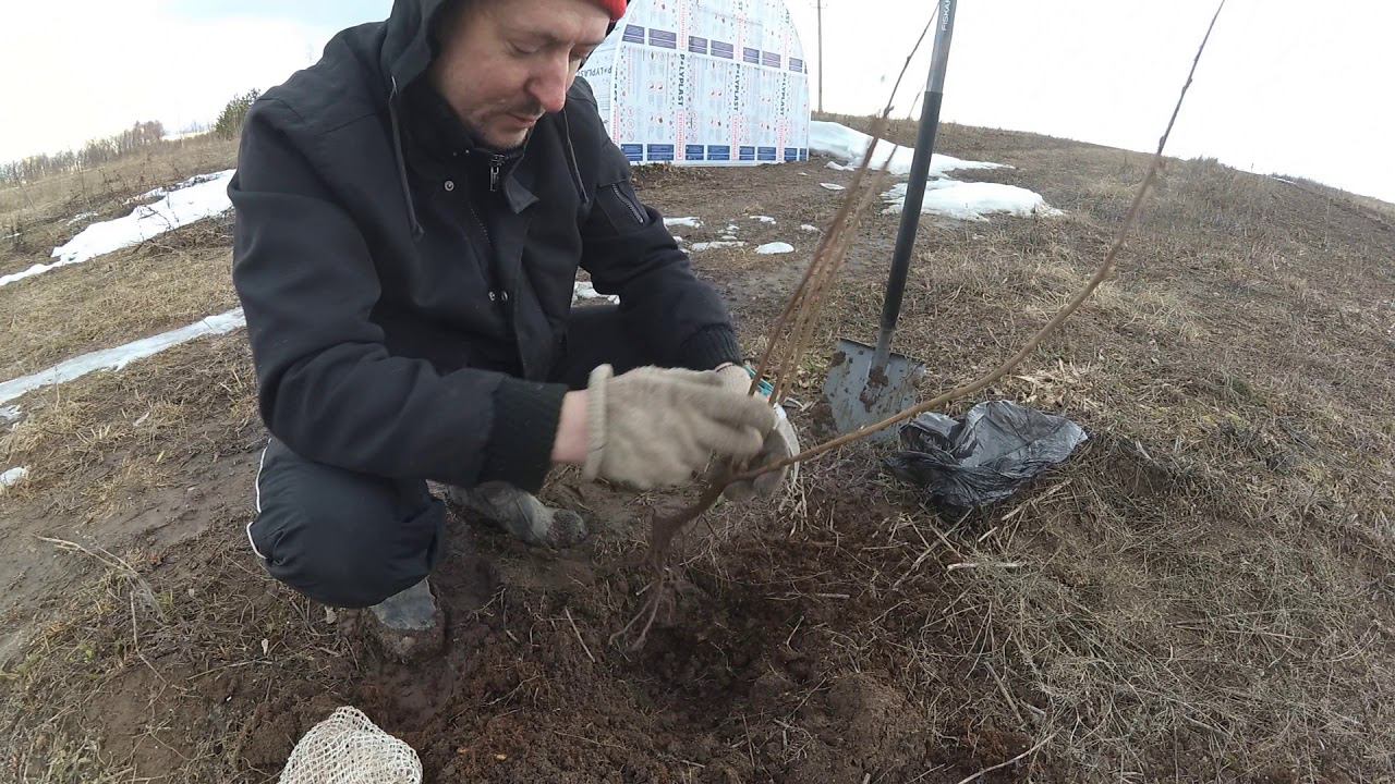 Самый главный СЕКРЕТ при посадке СМОРОДИНЫ. Выбирайте саженцы правильно! смотреть онлайн