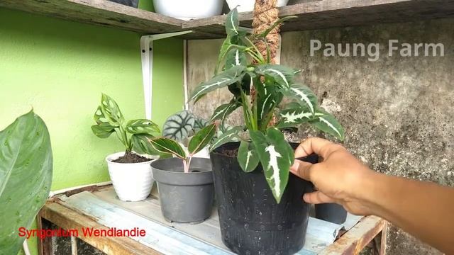 Tips Merawat Syngonium Wendlandii смотреть онлайн