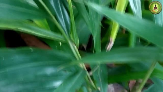 Alpinia galanga (சிற்றரத்தையின் வைத்திய முறைகள் ) смотреть онлайн