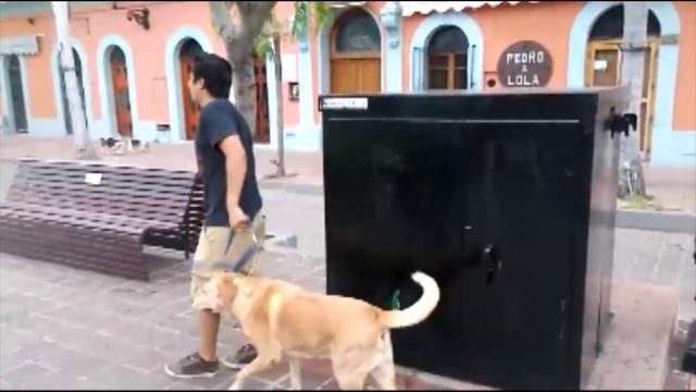 Pitbull ataca a un labrador en la plazuela machado смотреть онлайн