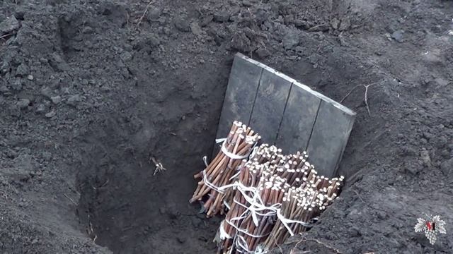 Закладка черенков винограда на кильчевание. Виноград 2016. смотреть онлайн