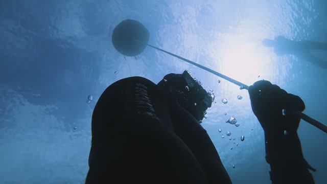 Лазурка Фри