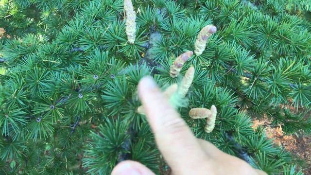 Cèdre du Liban 'Cedrus libani' Les cônes mâles s'emballent смотреть онлайн