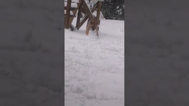собака лепит снеговик смотреть онлайн