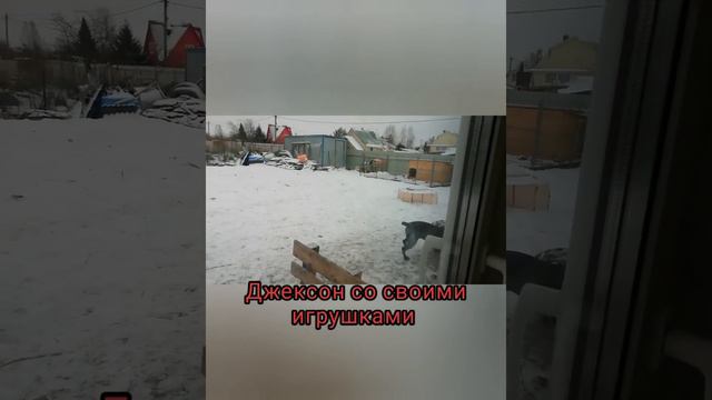 Весёлый пёсик Джексон Кане Корсо смотреть онлайн