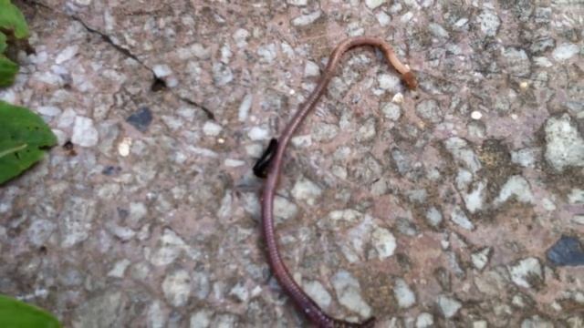 многоножка нападает на дождевого червя смотреть онлайн