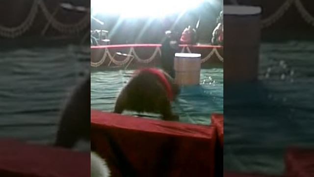 Видео клип Цирк смотреть онлайн