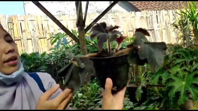 Cek Harga Tanaman Hias di Kios Bunga Bang Jony Part II смотреть онлайн