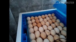 ПЕРВАЯ ЗАКЛАДКА ЯИЦ. ИНКУБАТОР "ПТИЧИЙ ДВОР S-128".НАЧАЛО ИНКУБАЦИИ.