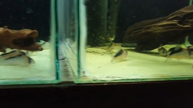 Corydoras adolfoi vs Corydoras duplicareus difference. смотреть онлайн