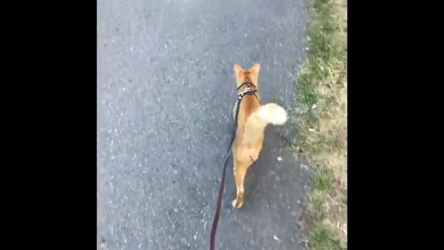 Cute oriental cat running | Ориентальная кошка гуляет смотреть онлайн