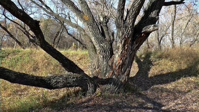 Люди не пожалели для рыси и её рысёнка молока, но пришло время и рысь вернула долг сполна. смотреть онлайн