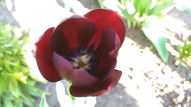 Черный ТЮЛЬПАН ? black tulip ? schwarze Tulpe ?الخزامى السوداء смотреть онлайн