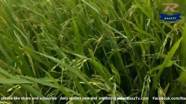Amazing information about plants смотреть онлайн