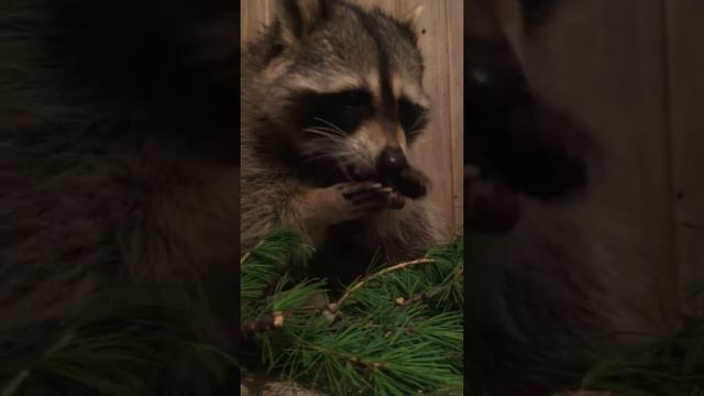 Енот Тема и еловая ветка/Raccoon Tema and spruce twig смотреть онлайн