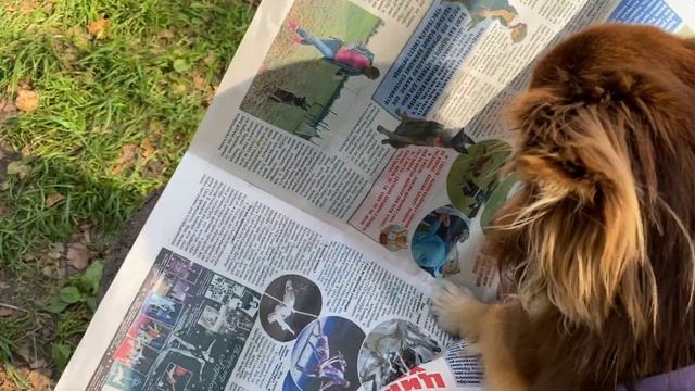 Чихуахуа жарят шашлыки. Гуччи захотел беляш. Попробуй не засмеяться. Смешные собаки. Приколы. смотреть онлайн