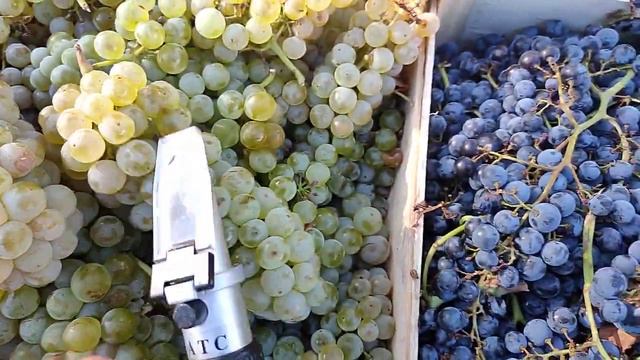 16 сентября 2023 белый мускат виноград который можно купить в Санкт-Петербурге смотреть онлайн