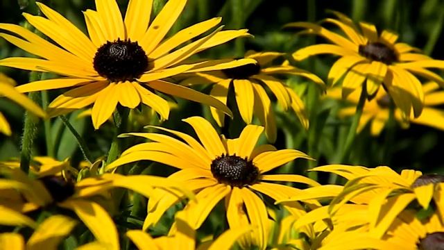Rudbeckia fulgida 'Goldsturm' смотреть онлайн