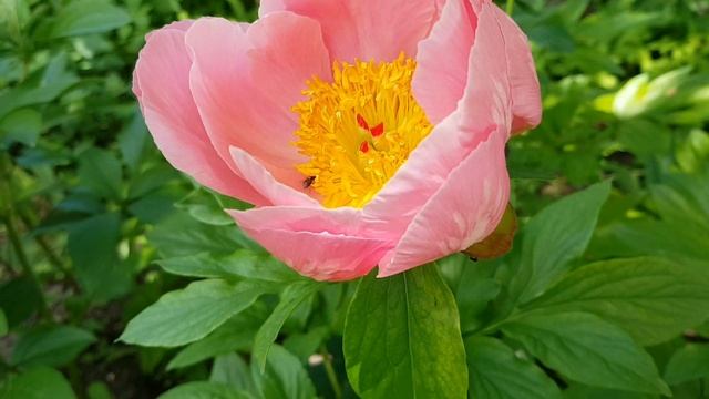 Пион Salmon Chiffon