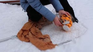 Как поймать кошку с помощью сачка